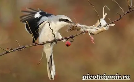 Какво е сврака