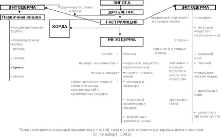 Neurula го