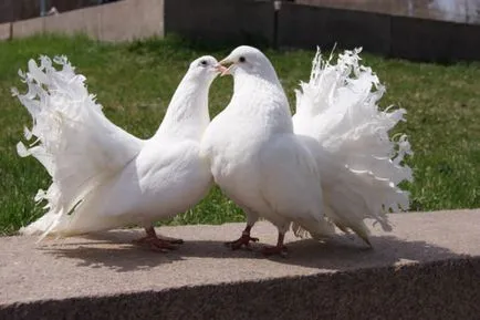 Гълъби за сватби