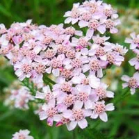 Бял равнец от култивиране семена Бял равнец от култивиране семена
