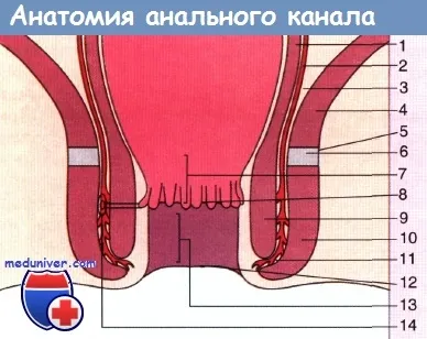 Актът на дефекация, че тя