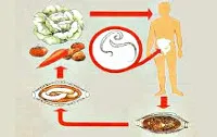 Trichocephalosis meg