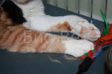 Cat tönkremegy Cat tönkremegy