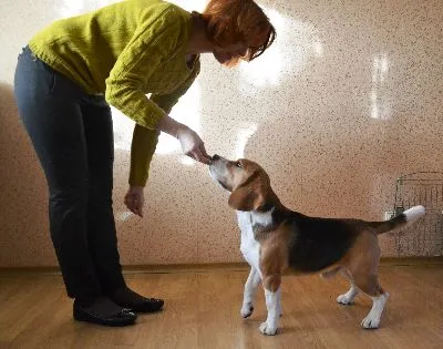 Állvány a kutya Állvány a kutya
