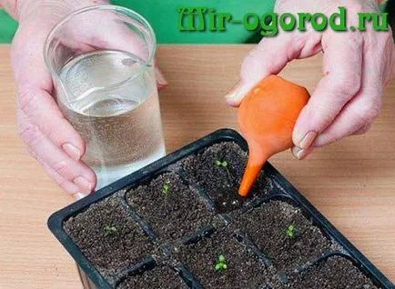A petúnia megtermékenyítő