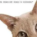 Определя котка порода