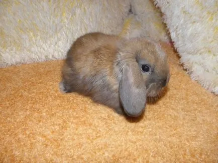 Как да се грижим за декоративен заек