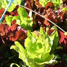 Salat расте Salat расте