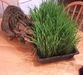 Витамин за котки