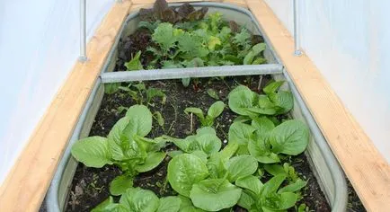 Salat расте Salat расте