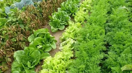 Salat расте