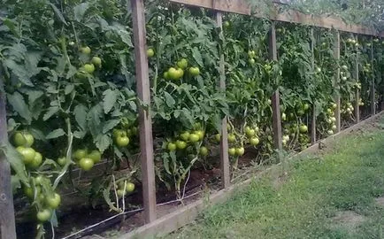 Как да продават домати