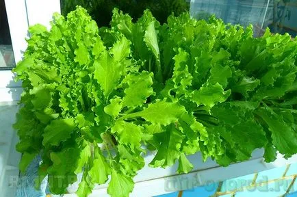 Salat расте