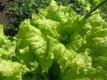 Salat расте