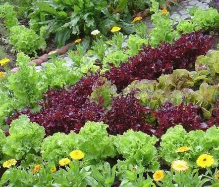 Salat расте