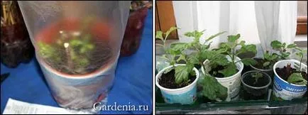 Какво е рязане на хризантема Какво е рязане на хризантема