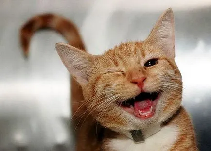 котки се усмихнат