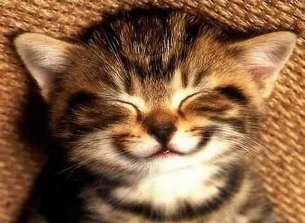 котки се усмихнат