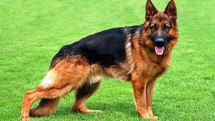 Списъци на породи кучета