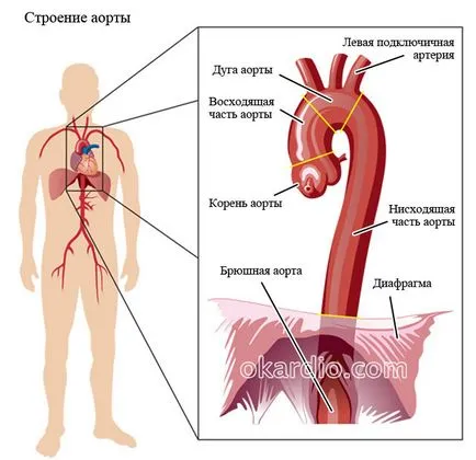 Атеросклерозата на аортата, че е
