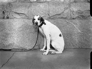 Адреси на кучешки приюти