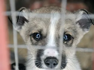 Адреси на кучешки приюти