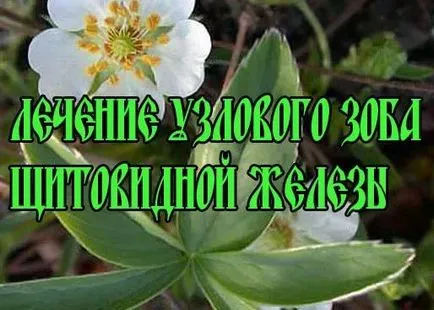 Лечение на народни средства за гуша Лечение на народни средства за гуша