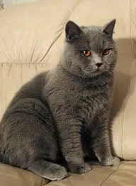 С какво да храним котенца на месец