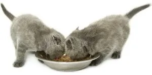 С какво да храним котенца на месец