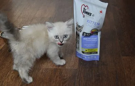 Как да се хранят на шотландския котката Как да се хранят на шотландския котката