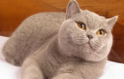 С какво да храним котенца на месец