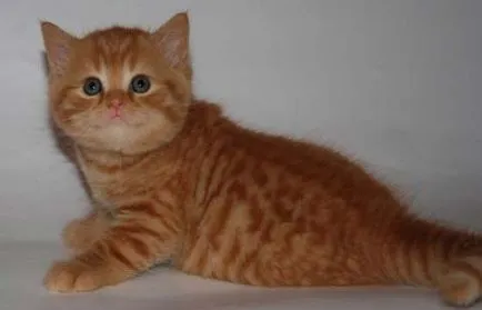 С какво да храним котенца на месец