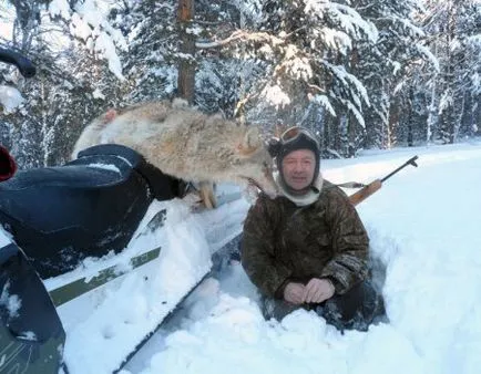 Какво се страхуват от вълци