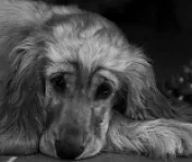 Euthanize a kutya otthon Euthanize a kutya otthon