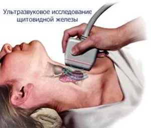 Uzi belső szervek is