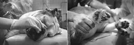 Euthanize a kutya otthon Euthanize a kutya otthon