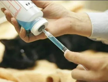 Euthanize a kutya otthon