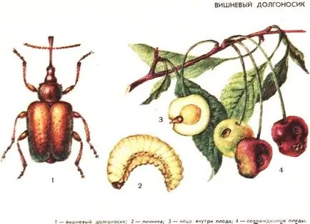 Черни петна, които правят Черни петна, които правят