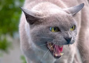 След ухапване от котка