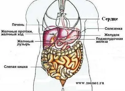 Каква е под лявата реброто на човека