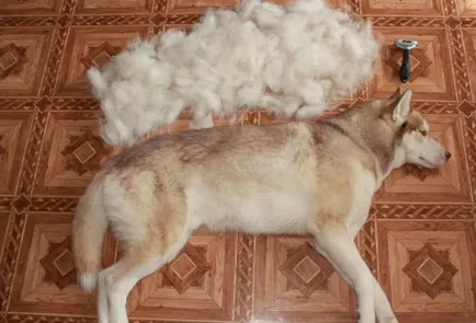 Furminators куче какво е