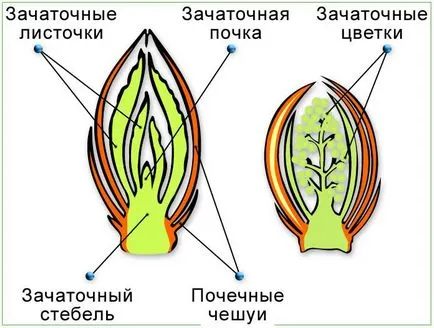 Какво е бъбрек растения