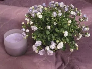 ръката камбаната на булката и младоженеца ръката камбаната на булката и младоженеца