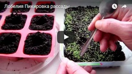 Как да расте лобелия