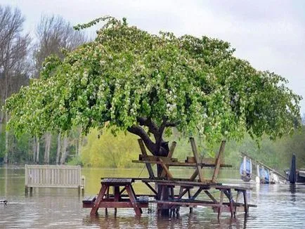 Каква черница