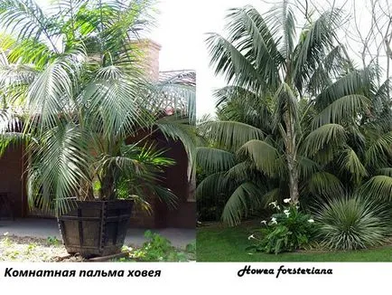 Растение като палма
