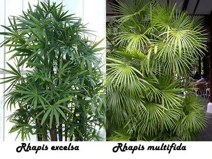 Растение като палма
