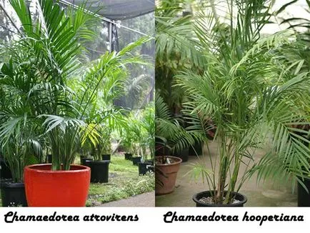 Растение като палма