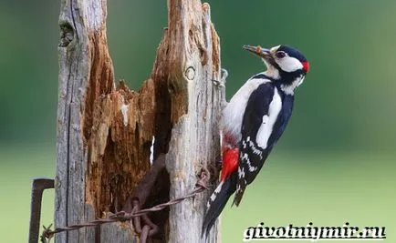 Какво е кълвач
