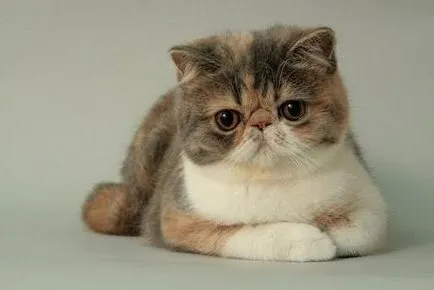 Cat порода мопс муцуна